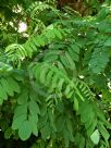 Robinia pseudoacacia