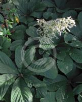 Rodgersia aesculifolia