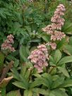 Rodgersia pinnata