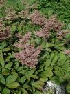 Rodgersia pinnata