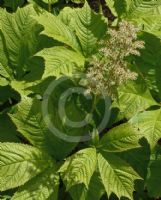 Rodgersia podophylla