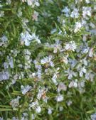 Rosmarinus officinalis Tuscan Blue