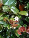 Diospyros whyteana