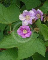 Rubus odoratus