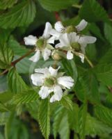 Rubus rosifolius