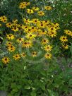 Rudbeckia hirta