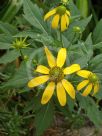 Rudbeckia laciniata