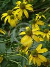 Rudbeckia laciniata