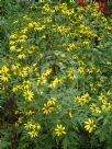 Rudbeckia laciniata