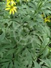 Rudbeckia laciniata