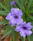 Ruellia simplex