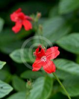 Ruellia elegans