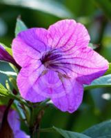 Ruellia macrantha