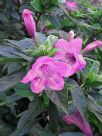 Ruellia macrantha