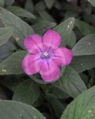 Ruellia squarrosa