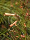 Russelia equisetiformis Tangerine Falls