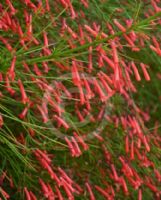 Russelia equisetiformis