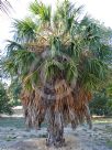 Sabal mexicana