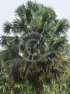 Sabal palmetto