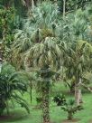 Sabal palmetto