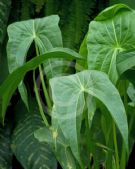 Sagittaria latifolia