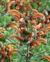 Salvia africana-lutea