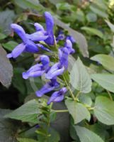 Salvia guaranitica