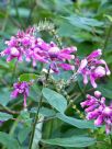 Salvia involucrata Bethellii