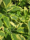 Salvia officinalis Icterina