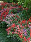 Salvia splendens