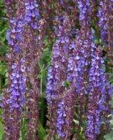 Salvia superba