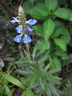 Salvia uliginosa