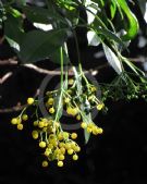 Sambucus australasica