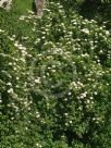 Sambucus nigra