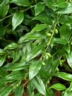 Sarcococca confusa