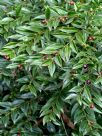 Sarcococca confusa