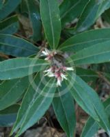 Sarcococca hookeriana digyna