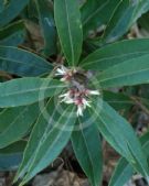 Sarcococca hookeriana digyna