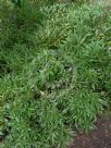 Sarcococca hookeriana digyna