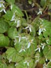 Saxifraga stolonifera