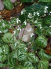 Saxifraga stolonifera