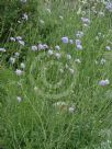 Scabiosa caucasica