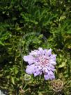 Scabiosa columbaria