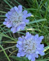 Lomelosia graminifolia
