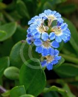 Scaevola calendulacea