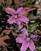 Scaevola ramosissima