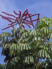 Schefflera actinophylla