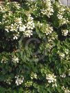 Hydrangea hydrangeoides
