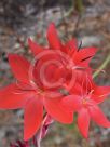 Hesperantha coccinea