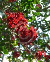 Schotia brachypetala